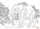 Coloring Elephant African Pages Animals Forest Savanna Realistic Printable Walking Indian Drawing Elephants Asian Color Colouring Supercoloring Desert Plants Pencil sketch template