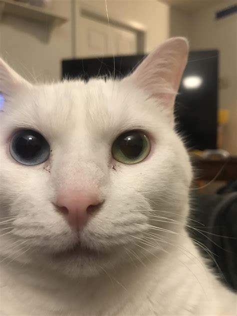 accidentally switch   front facing camera cats