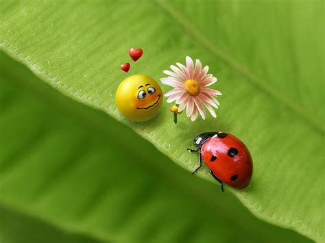 ladybug artworks messagenote