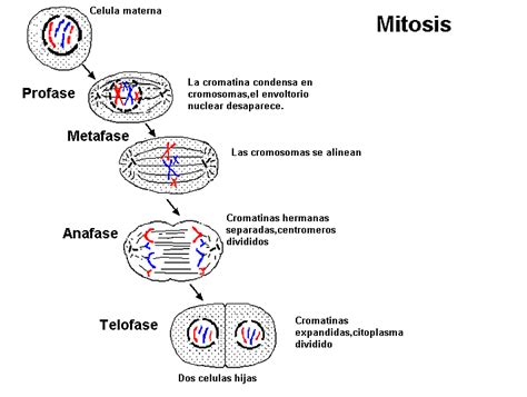 Reproducción Celular Locos Por La Ciencia