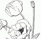 Poppy Coloring Pages Flower Poppies Printable Clipart 1950 Book Flowers Colour Drawing Adults Color Library Remembrance Getdrawings Getcolorings Colorings Print sketch template