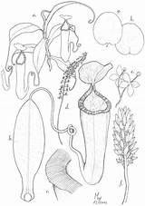 Pitcher Plant Nepenthes Coloring Plants Nepenthaceae Mountains Template sketch template