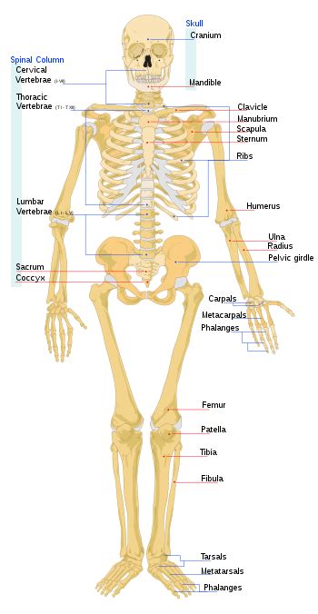 human skeleton wikipedia