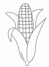 Corn Coloring Printable Pages Stalk Drawing Cob Candy Popcorn Cornucopia Indian Box Template Field Sheet Pi Shocks Color Slice Bread sketch template