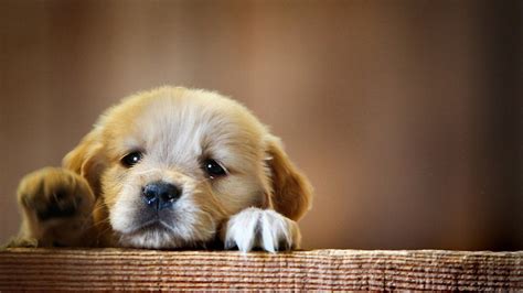 puppy snout dog laptop hd hd  wallpapers images