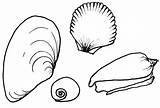 Shell Conch Coloring Getdrawings sketch template