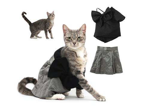 whats  fashionable cats  pics les paul blogs
