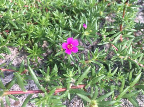 Wildflower Weed Or Groundcover Uf Ifas Extension Pasco County