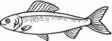 Salmon Coloring Pages Fish Drawing Little Draw Colouring sketch template