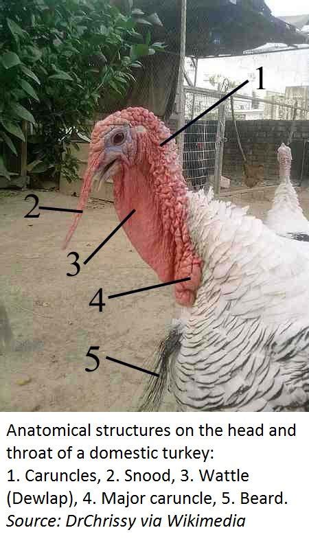 turkey body parts labeled female turkey turkey pics