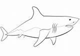 Requin Blunt Torpedo Coloriage Malvorlagen Supercoloring Primanyc Ausmalbilder Ausdrucken Kostenlos Haie Planar sketch template