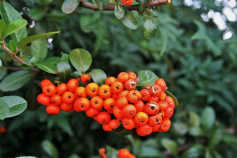 photo orange berries berries rounded  image  pixabay