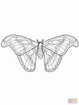 Moth Atlas Cecropia Designlooter Luna sketch template