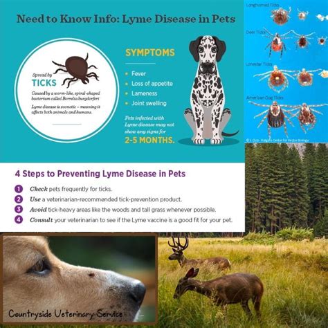 What You Need To Know About Lyme Disease