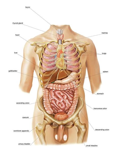 External Projection Of Internal Organs Photograph By Asklepios Medical