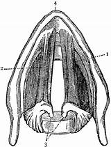 Larynx Etc Clipart Original Medium Large Usf Edu sketch template