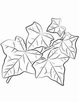 Ivy Coloring Leaves Leaf Pages Common Printable Drawing Categories Getdrawings sketch template