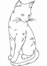Coloring Pages Cat Cats Print Fluffy Adult Blank Warrior Color Realistic Disney Printable Benscoloringpages Handout Below Please Click Animal Pic sketch template