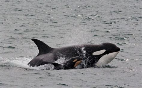 newborn orca calf spotted  victoria whale watching
