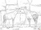 Coloring Pages Okapis Two Skip Main Drawing Printable sketch template