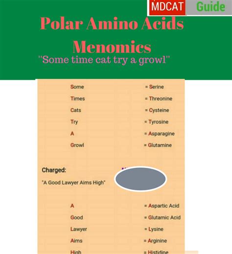 amino acids mnemonics easy   memorize mdcat guide