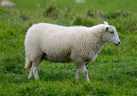 video alsace des moutons  la place des tondeuses dans les vignes