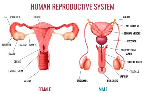 Premium Vector Realistic Set Of Male And Female Human Reproductive