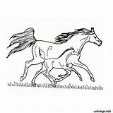 Cheval Coloriage Galop Chevaux Coloriages Qui Greatestcoloringbook sketch template