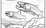 Trout Idaho Coloringbay Licensing sketch template