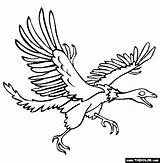 Archeopteryx Coloring Pages Birds Thecolor Online sketch template