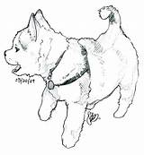 Husky Siberian sketch template