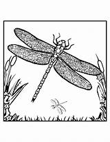 Dragonfly Coloring Pages Printable Color Kids Adult Dragonflies Bestcoloringpagesforkids Colouring Dragon Template Books Book Print Choose Board sketch template