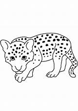 Coloring Pages Cheetah Baby sketch template