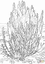 Coloring Sagebrush Sage Brush Pages Clipart Big Nevada Drawing Clipground Printable Template sketch template