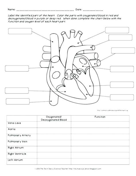 hot cardiovascular system worksheet