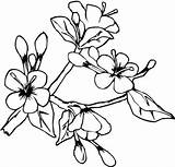 Coloring Blossom Flower Spring Lovely Drawings 88kb sketch template