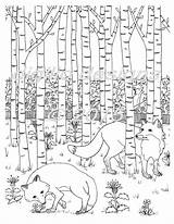 Foresta Foxes Adulto Volpi Adults sketch template