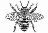 Bee Queen Coloring Printable Pages Edupics Large sketch template