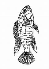 Vissen Dieren Fisch Ausmalbilder Poisson Coloriages Malvorlagen Animaatjes Gify Kolorowanki Ryby Malvorlagen1001 Coloringpages1001 Kleurplatenwereld sketch template