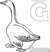 Coloring Goose Pages Getcolorings sketch template