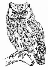 Coloring Owl Eagle 03kb 750px sketch template