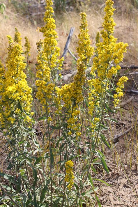 late goldenrod yellow flower  stock photo public domain pictures