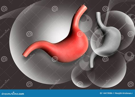 human stomach royalty  stock image image