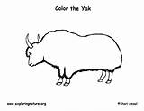 Yak Coloring Exploringnature sketch template