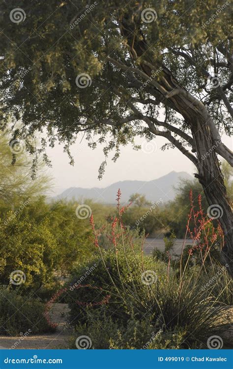 tree scene stock image image  longing calm landscape