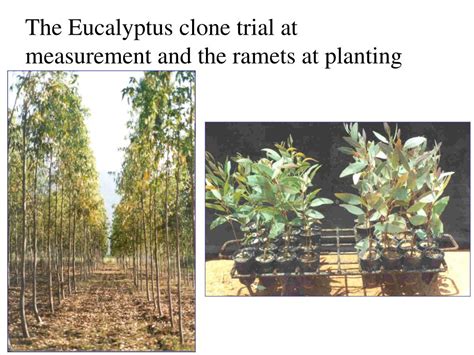 genetic thinning  clonal seed orchards  linear deployment