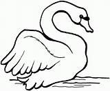 Swan Coloring Cisnes Swans Cisne Bestcoloringpagesforkids sketch template