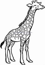 Giraffe Coloring Pages Printable Animals Clipartmag Adult Adults Netart Au Choose Board Kids sketch template
