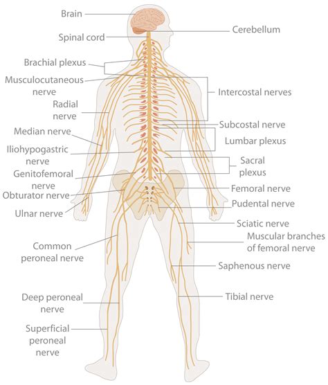 nervous system wikipedia