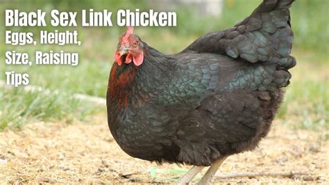 black sex link chicken youtube